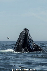 feeding........
humpback feeding on krill in the current by Claudia Weber-Gebert 